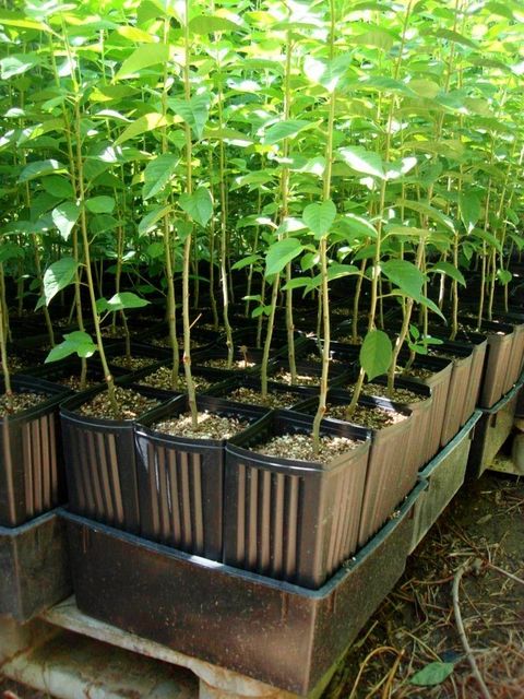 Cherry-trees-in-cp512-and-trays